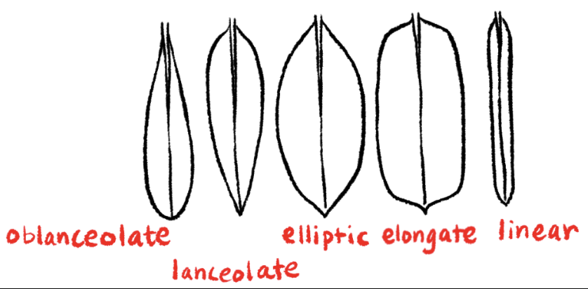 <p><strong>Linear leaf shape</strong></p><p><strong>Very long and narrow with approximately parallel sides.</strong></p>