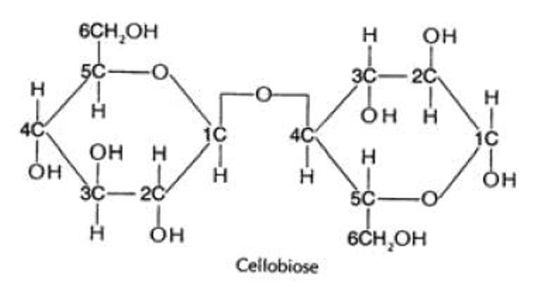 <ul><li><p>carbon 1 of one glucose is joined to the carbon 4 of another glucose</p></li><li><p>linked by a glycosidic bond by a condensation reaction</p></li></ul><p></p>