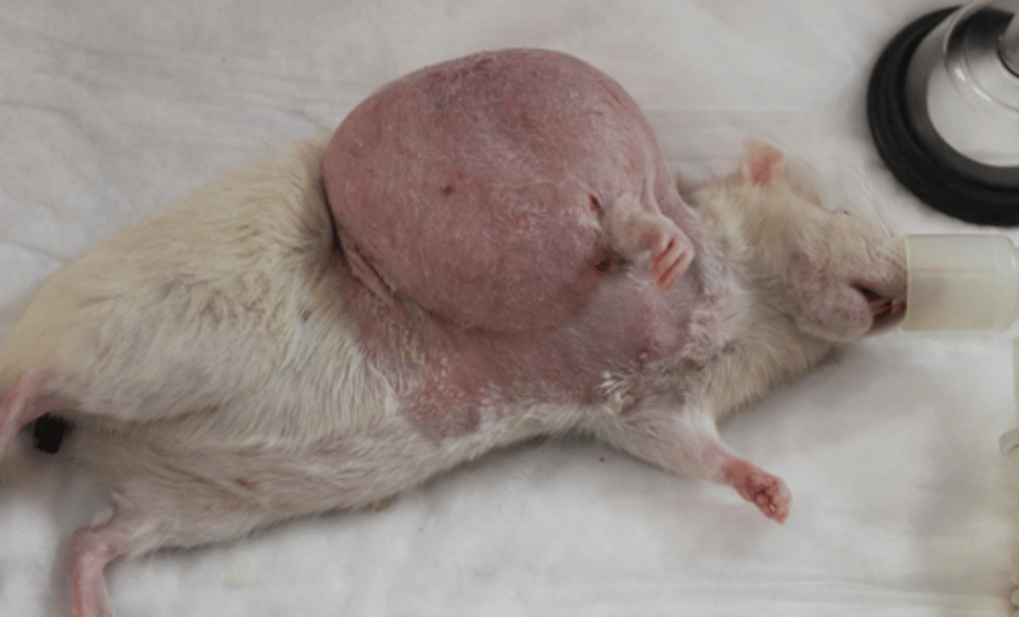 <p>common subcutaneous tumor of rats; not cancerous and does not spread; can be on back or flank away from nipples in either sex; surgical removal is usually curative</p>