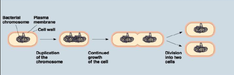 <p>a rapid form of asexual reproduction and cell division used by prokaryotes (bacteria and archaea) and some single-celled eukaryotes. A single organism replicates its DNA and splits into two identical daughter cells</p>