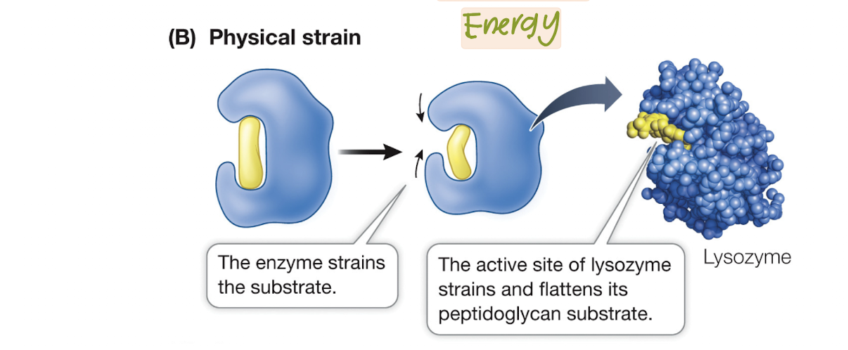 <p>Placing Physical Strain on bonds</p>