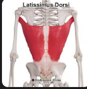 <p>Latissimus dorsi</p>