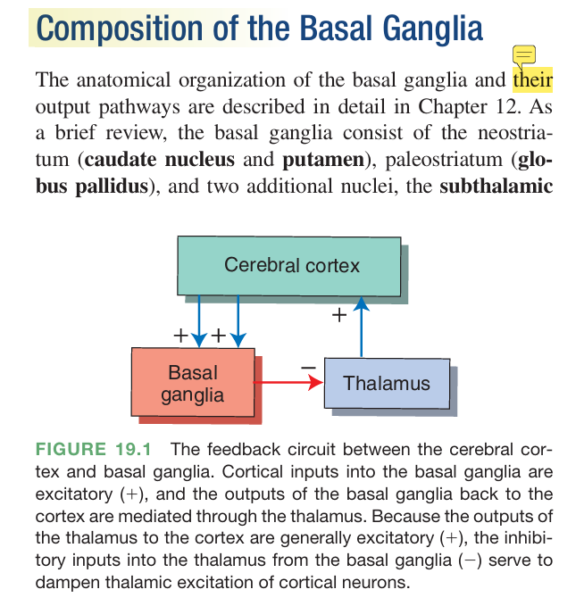 <p><u>very important</u></p><ol><li><p>cerebral cortex excites the basal ganglia</p></li><li><p>basal ganglia sends inhibitory signals to the thalamus </p></li><li><p>thalamus excites the cerebral cortex</p></li></ol><p><u>1. Step 1 — Cortex Excites the Basal Ganglia </u></p><p>The <strong>cerebral cortex</strong> sends <strong>excitatory signals</strong> (glutamate) to the <strong>striatum</strong> (caudate + putamen).</p><p>cerebral cortex (+) → Basal ganglia</p><p>Meaning: The cortex is basically saying: “I want to make a movement”<br><br><u>2. Step 2 — Basal Ganglia Inhibit the Thalamus </u></p><p>The <strong>output of the basal ganglia</strong> (mainly the <strong>globus pallidus interna</strong>) sends <strong>inhibitory signals (GABA)</strong> to the <strong>thalamus</strong>.</p><p> basal ganglia (-) → Thalamus</p><p>So normally the <strong>basal ganglia</strong> act like a <strong>brake</strong> on the thalamus.<br>basal ganglia = movement brake<br><br><u>3. Step 3 — Thalamus Excites the Cortex </u></p><p>The <strong>thalamus sends excitatory signals</strong> back to the cortex.</p><p> thalamus (+) → Cortex</p><p>When the thalamus is active, it <strong>stimulates the motor cortex</strong>, which then sends commands to the muscles.<br><u>4. Why This Loop Exists </u></p><p>The purpose of this loop is to <strong>control which movements are allowed</strong>.</p><p>The basal ganglia do two things:</p><ol><li><p><strong>Allow desired movements</strong></p></li><li><p><strong>Suppress competing movements</strong></p></li></ol><p>So they help make movements:</p><ul><li><p>smooth</p></li><li><p>precise</p></li><li><p>coordinated</p></li></ul><p><u>5. The Important Concept: “Disinhibition” </u></p><p><strong>Movement happens</strong> when the <strong>basal ganglia temporarily remove their inhibition</strong> of the thalamus.</p><p>Normal state:</p><pre><code>Basal ganglia inhibit thalamus
↓
Movement suppressed
</code></pre><p>When movement is selected:</p><pre><code>Basal ganglia reduce inhibition
↓
Thalamus activates cortex
↓
Movement occurs</code></pre><p>This process is called <strong>disinhibition</strong>.<br><u><br>6. Simplified Analogy</u> </p><p>Think of the system like a <strong>car</strong>.</p><table style="min-width: 50px;"><colgroup><col style="min-width: 25px;"><col style="min-width: 25px;"></colgroup><tbody><tr><th colspan="1" rowspan="1"><p>Structure</p></th><th colspan="1" rowspan="1"><p>Analogy</p></th></tr><tr><td colspan="1" rowspan="1"><p>Cortex</p></td><td colspan="1" rowspan="1"><p>driver</p></td></tr><tr><td colspan="1" rowspan="1"><p>Basal ganglia</p></td><td colspan="1" rowspan="1"><p>brake</p></td></tr><tr><td colspan="1" rowspan="1"><p>Thalamus</p></td><td colspan="1" rowspan="1"><p>accelerator</p></td></tr><tr><td colspan="1" rowspan="1"><p>Muscles</p></td><td colspan="1" rowspan="1"><p>wheels</p></td></tr></tbody></table><p>So movement occurs when:</p><pre><code>Brake released
↓
Accelerator pressed
↓
Car moves</code></pre><p></p>
