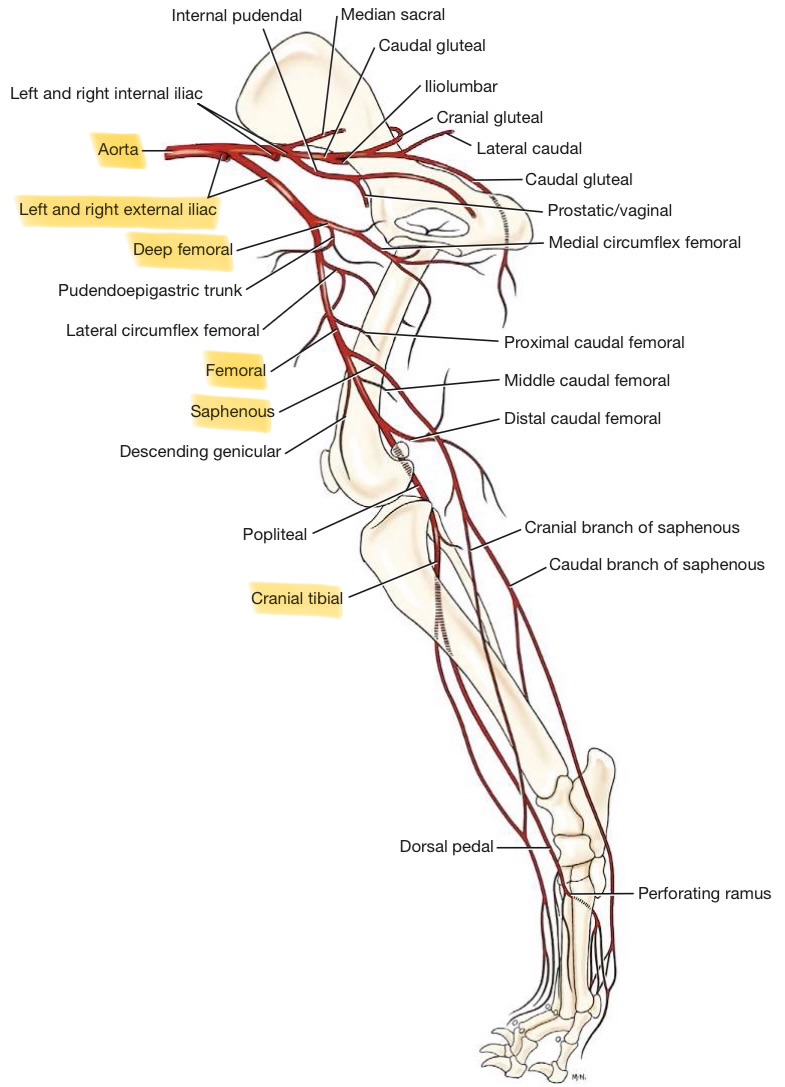 <ul><li><p>aorta</p></li><li><p>external iliac</p><ul><li><p>deep femoral</p></li></ul></li><li><p>femoral</p></li><li><p>saphenous</p></li><li><p>cranial &amp; tibial</p></li></ul><p></p>