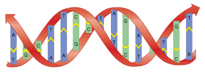 <p>Which part of this visual model represents genetic information?</p>