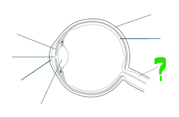 <p>What is this part of the eye?</p>
