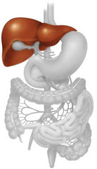 <p>organ that produces bile and stores nutrients</p>