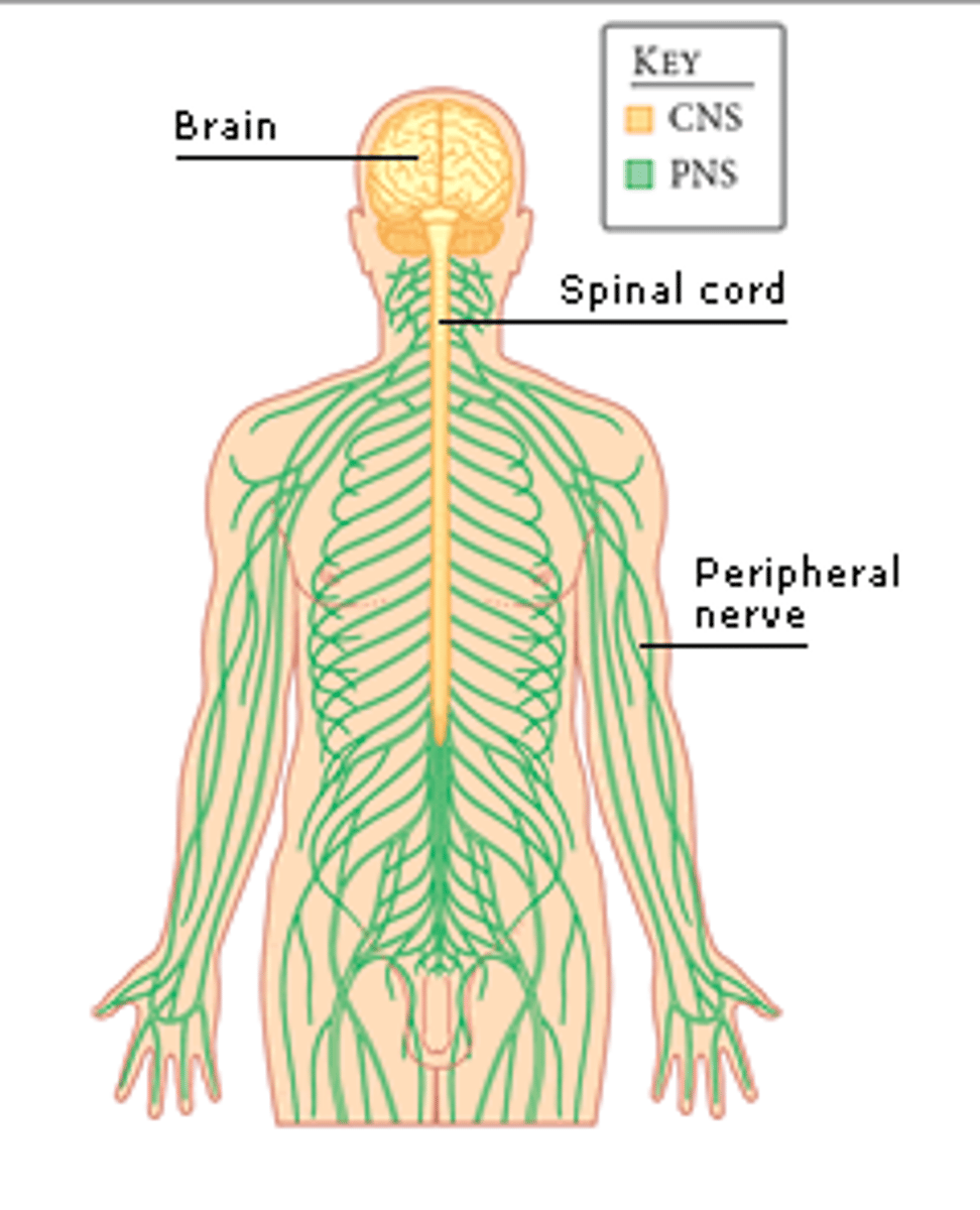 <p>(C) Central & Peripheral</p><p>The nervous system is broken into the Central and Peripheral Nervous System.</p>