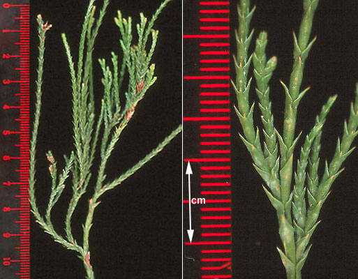 <p>Threadleaf sawara falsecypress; characterized by thread-like growth resembling dreadlocks and tiny cones.</p>