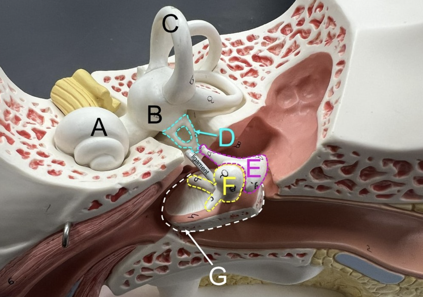 <p>E</p>
