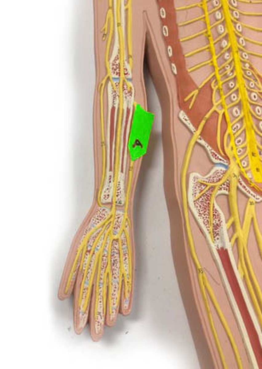 <p>Identify this nerve.</p>