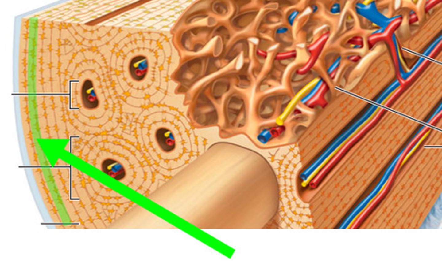 <p>the rings around the bone matrix</p>