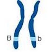 <p>term used to refer to an organism that has two different alleles for the same trait (ex. Bb)</p>