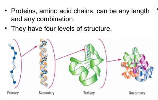 <ol><li><p>Primary Structure</p></li><li><p>Secondary Structure</p></li><li><p>Tertiary Structure</p></li><li><p>Quaternary Structure</p></li></ol><p></p>
