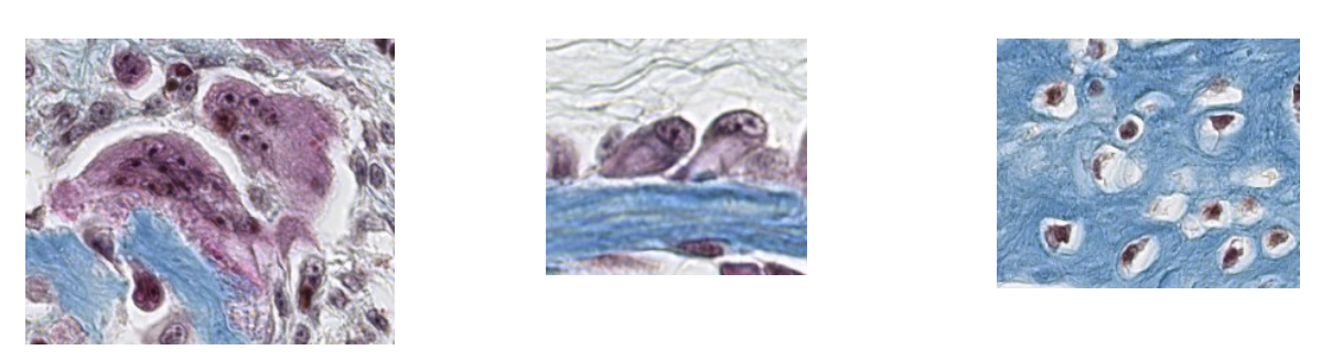 <p><span>ID the bone cells, from left to right.</span></p>