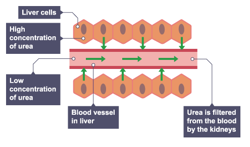 <p>What are some of the substances transported in and out of cells by diffusion?</p>