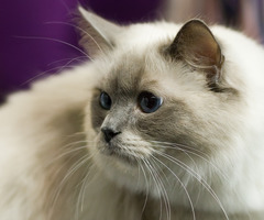 <p>die Katze</p>