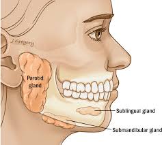 <p>Where are submandibular glands?</p>