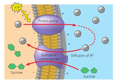 <p>Aka secondary active transport</p><p>Refers to when transport of one substance against its gradient is powered by the transport of another substance down its gradient</p><p>Ex. sucrose-H+ cotransporter</p>