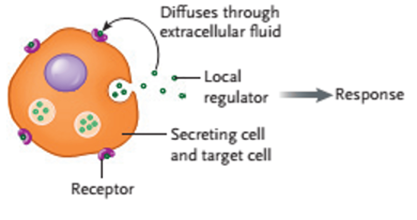<p>Answer the question using the accompanying figure. This figure illustrates ____ signaling.</p><p>a.</p><p>classical endocrine</p><p>b.</p><p>exocrine</p><p>c.</p><p>autocrine</p><p>d.</p><p>Paracrine</p><p>e.</p><p>neuroendocrine</p>