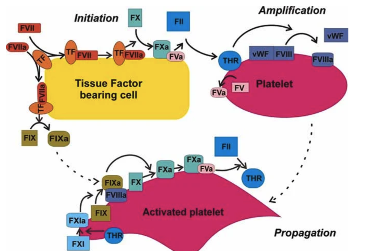 <p><strong>initiation</strong></p><p>⚬ vascular injury exposes cells expressing TF</p><p>⚬ TF-VIIa activates X and IX</p><p>⚬ small amount of thrombin generated</p><p><strong>• amplification</strong></p><p>⚬ thrombin activates plts and factors V, VIII, XI</p><p>• <strong>propagation</strong></p><p>⚬ coagulation complexes assemble on activated plts</p><p>⚬ thrombin burst → fibrin formation</p><p>⚬ XIIIa stabilizes fibrin</p><p><strong>• termination</strong></p><p>⚬ natural anticoagulants limit coagulation to injury site</p>