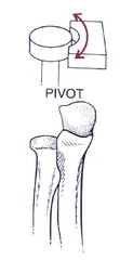 <p>Uniaxial joint allowing rotation around a bone.</p>