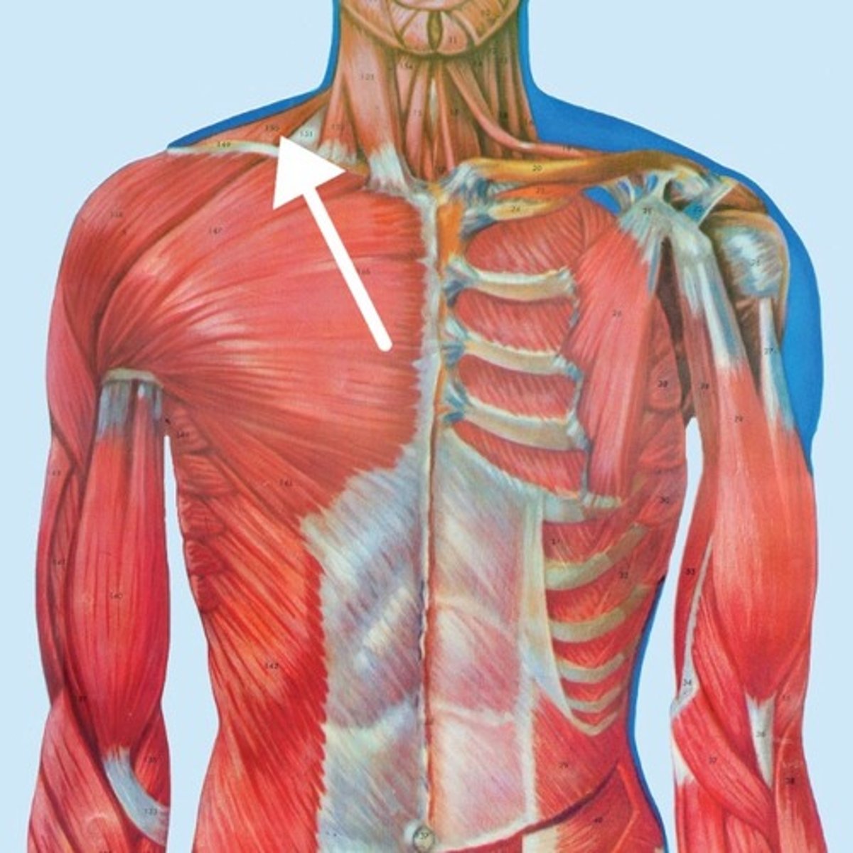 <p>What is this muscle?</p>
