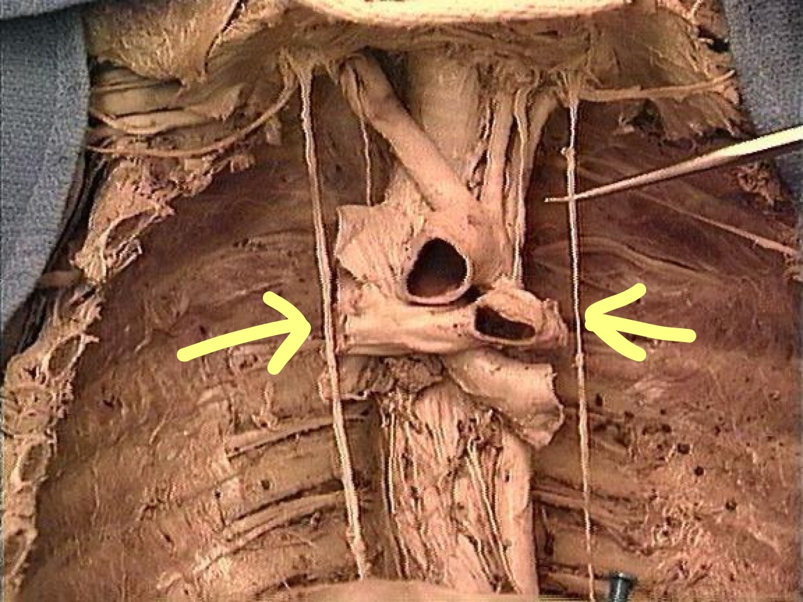 <p>Name the nerve</p>