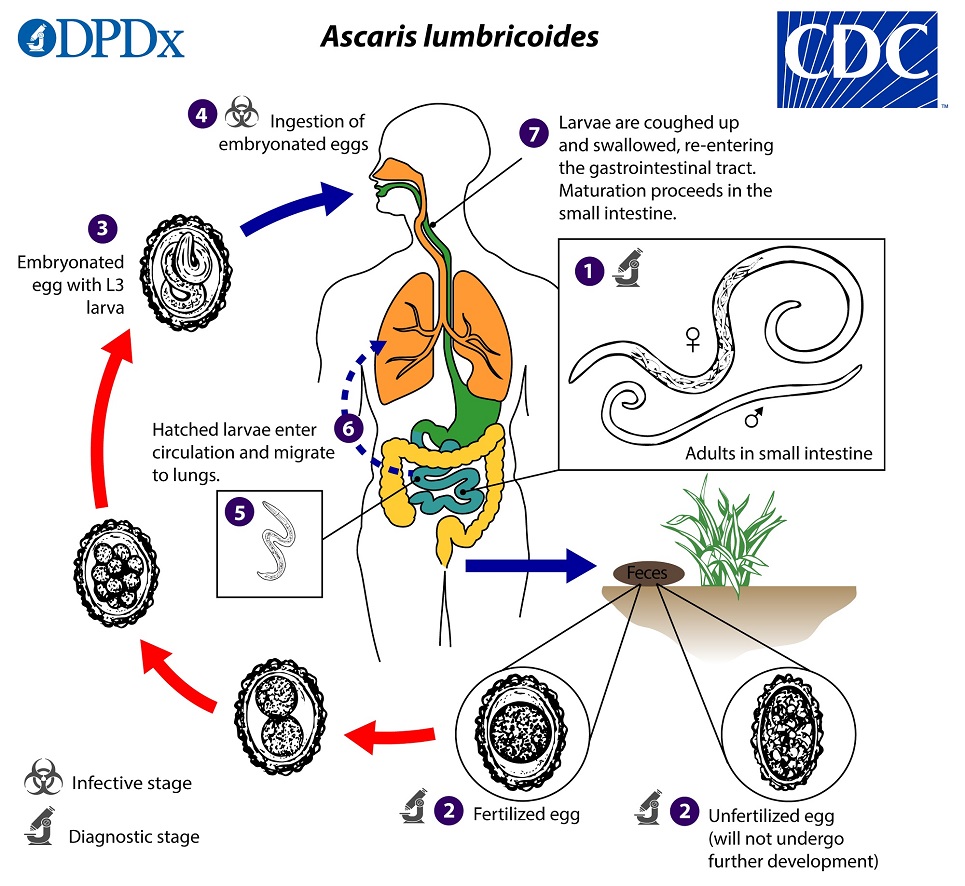 <ol><li><p>Unfertilized eggs are passed in stool </p></li><li><p>Eggs become fertilized in the environment (ideal conditions: moist, warm, shaded soil) </p></li><li><p>Infective eggs are swallowed </p></li><li><p>The larvae hatch and infect intestinal mucosa </p></li><li><p>Larvae are carried to the lungs (10 to 14 days) </p></li><li><p>Crawl up the throat and are swallowed </p></li><li><p>Reach the small intestine and mature into adults </p></li></ol><ul><li><p>Eggs have a lipid coating and can persist in the environment </p></li><li><p>Humans and swine are the major hosts, dogs may also be infected </p></li></ul><p></p>