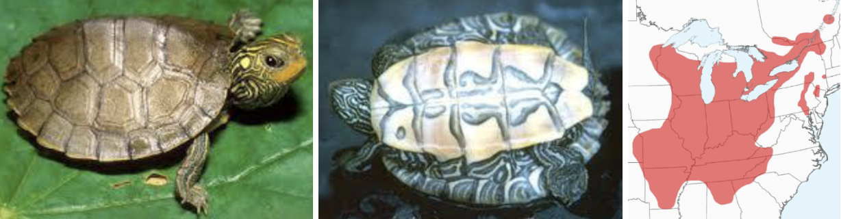 <ul><li><p><span style="background-color: transparent;"><strong>Habitat:</strong> </span><span>water (little or no current) with large amounts of vegetation and logs, etc. for basking</span></p></li><li><p><span style="background-color: transparent;"><strong>Diet:</strong> </span><span>females eat larger prey (crayfish, snails, clams), males- snails, small crustaceans, insects. Both sexes will scavenge and consume some plant material</span></p></li><li><p><span style="background-color: transparent;"><strong>Characteristics:</strong> semi-aquatic, flat, olive to brown low-keeled shell, </span><span>cartographic pattern on plastron, yellow stripes on head</span></p></li></ul><p></p>