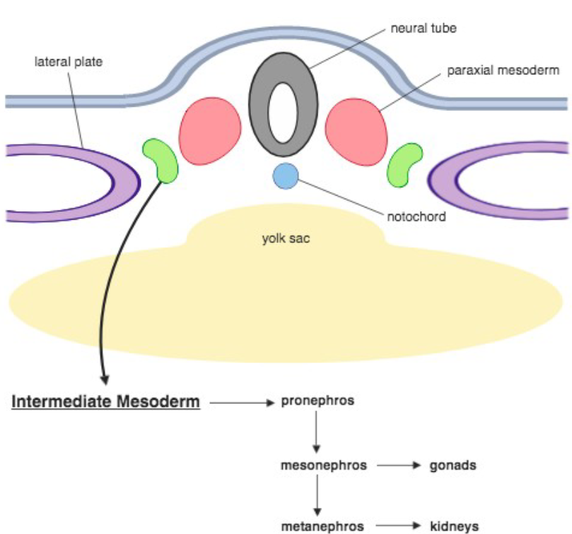 <p>Starts as <strong>Intermediate Mesoderm</strong></p><ul><li><p>Differentiates into the pronephros (Head Kidney) before</p><p>changing in derived groups</p></li></ul><p></p>