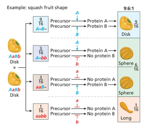 <p>9;6;1, two dominant alleles make one phenotype, recessive allele for one gene and dominant allele for the other gene makes one phenotype, double recessive makes a phenotype</p>