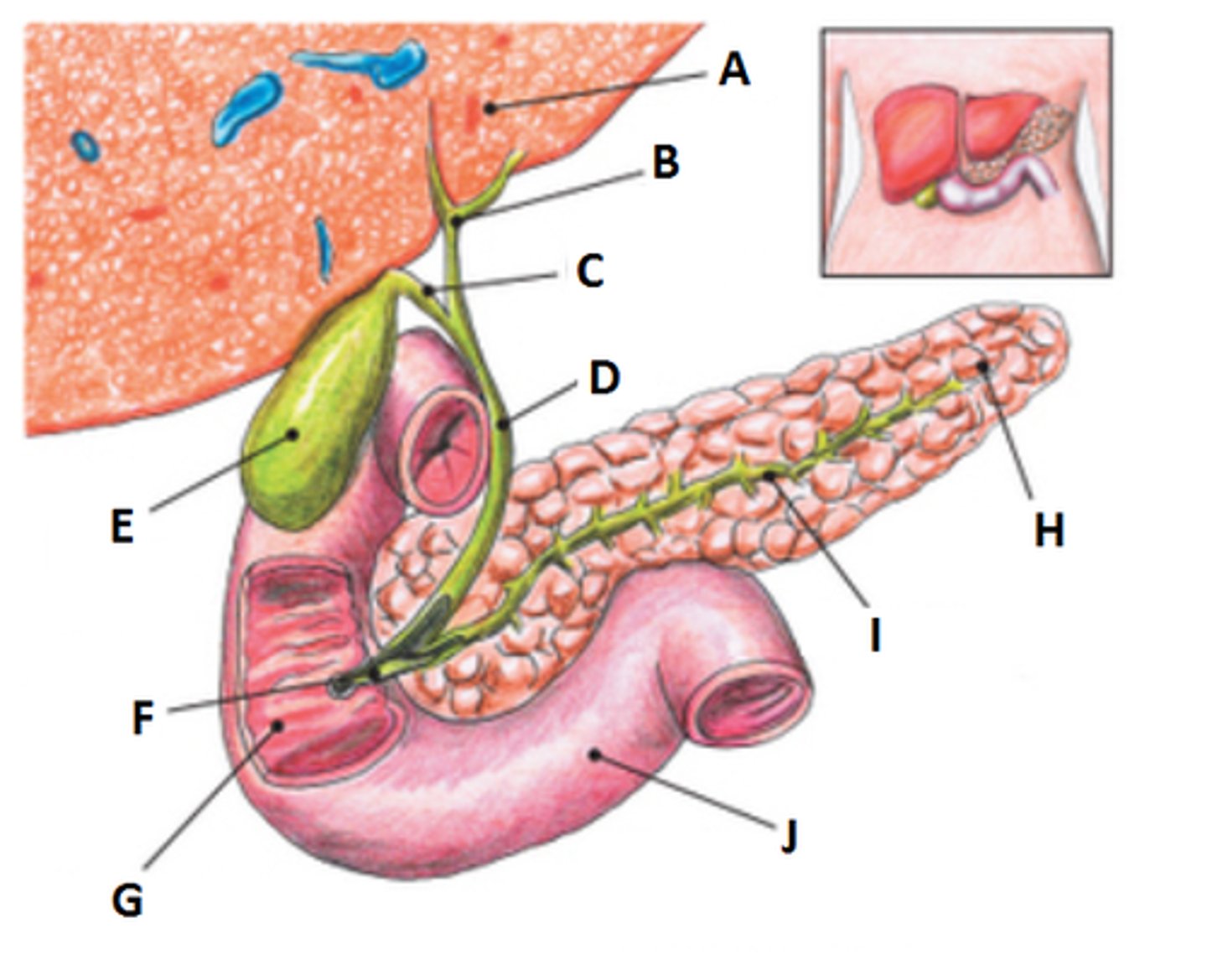 <p>Explain the biliary tree to the duodenum and to the gallbladder.</p>
