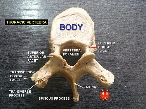 <p>Thoracic Vertebra</p><ul><li><p>12 Pairs </p></li></ul><p></p>