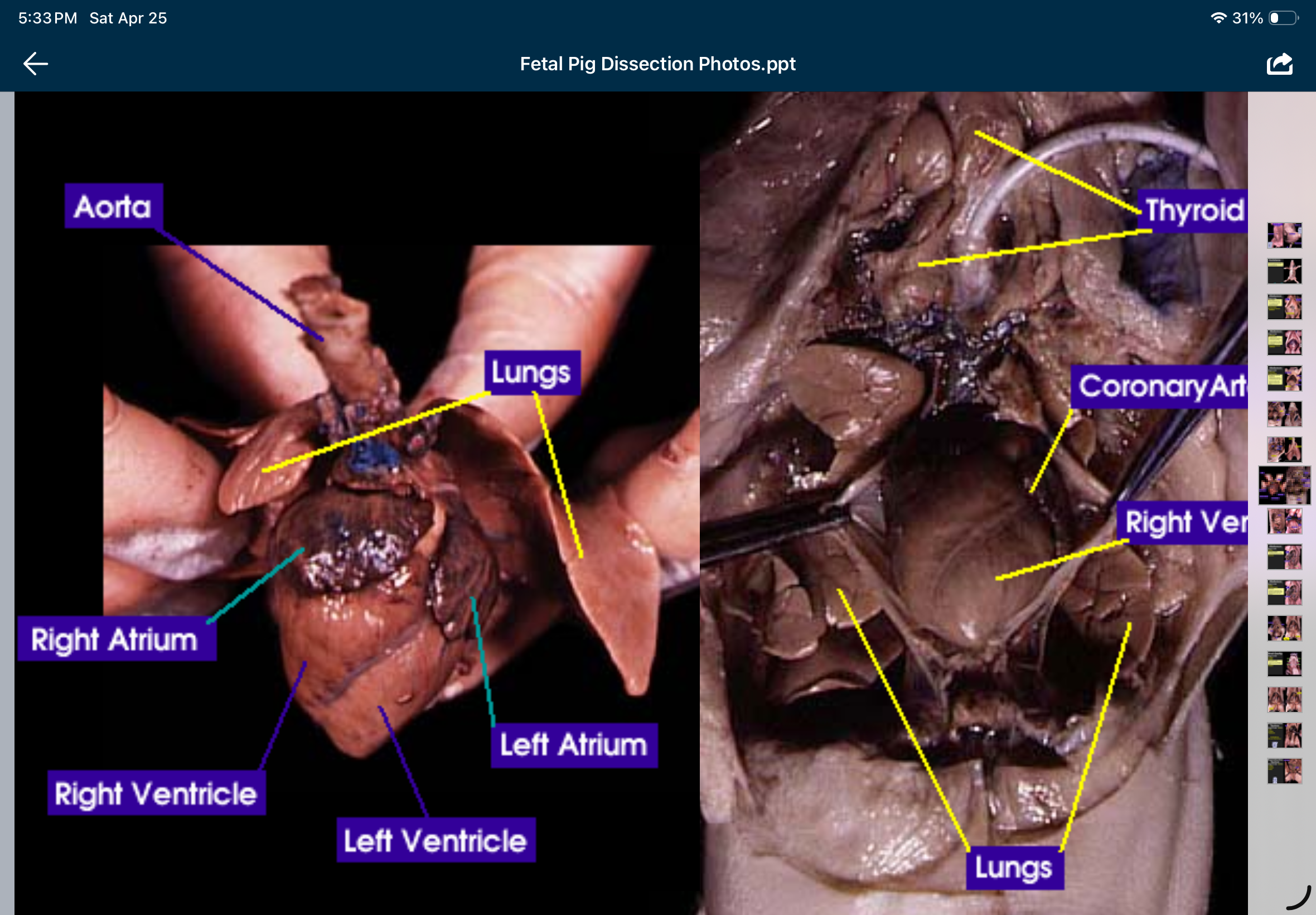 knowt flashcard image