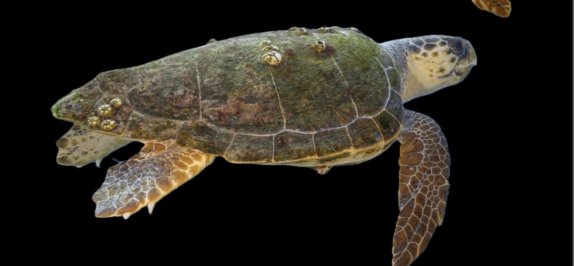 <p>Bright orange red/ brown carapace</p><p>1 claw, 1+ pair of prefrontal scales, 5 lateral scutes</p>