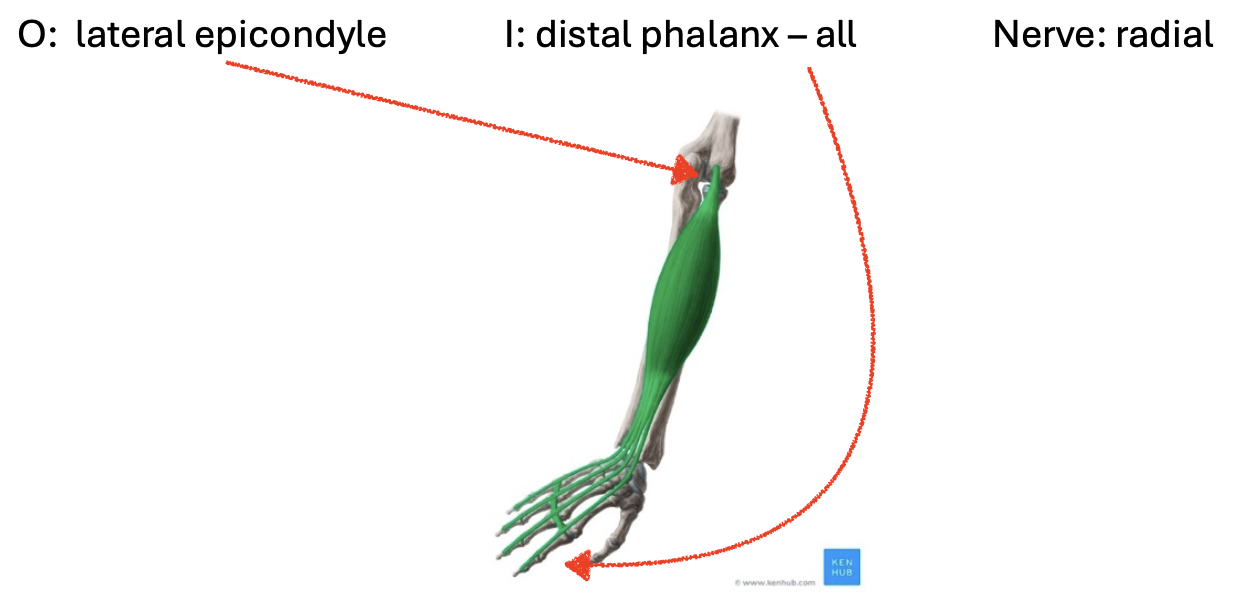 <p>MCP and PIP flexion</p>