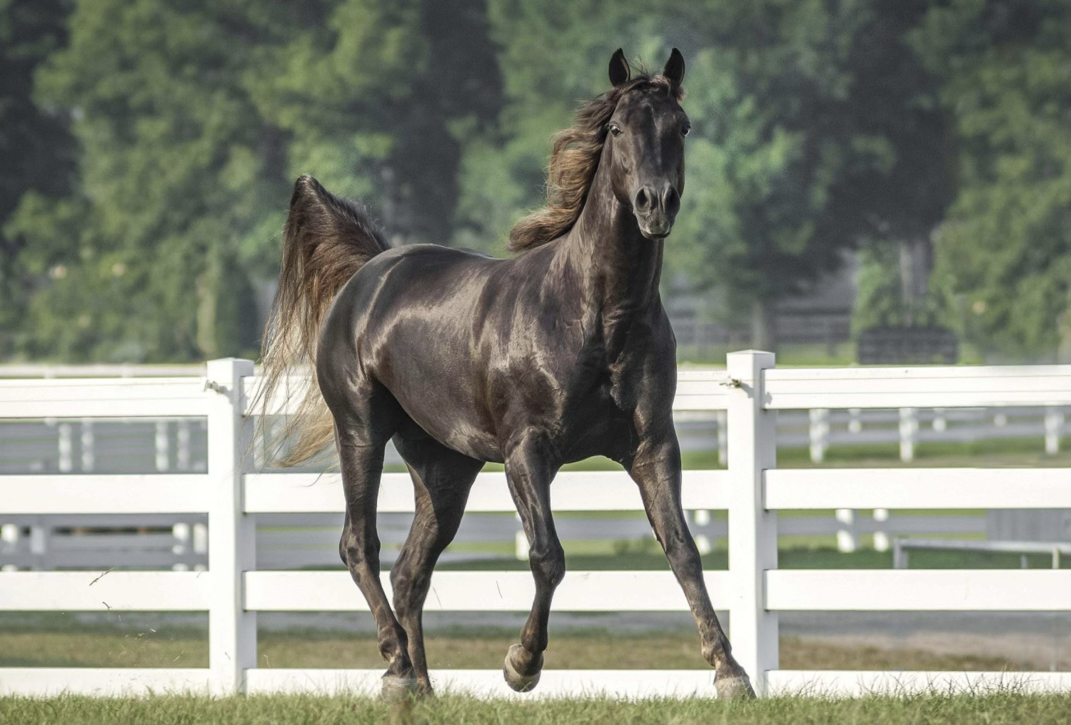 <p>Which horse breed is this?</p>