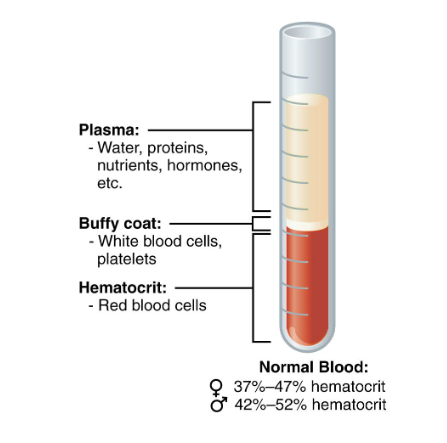 <ul><li><p>What is the hematocrit range for women and men?</p></li><li><p>Why is the male hematocrit range higher?<br></p></li></ul><p></p>