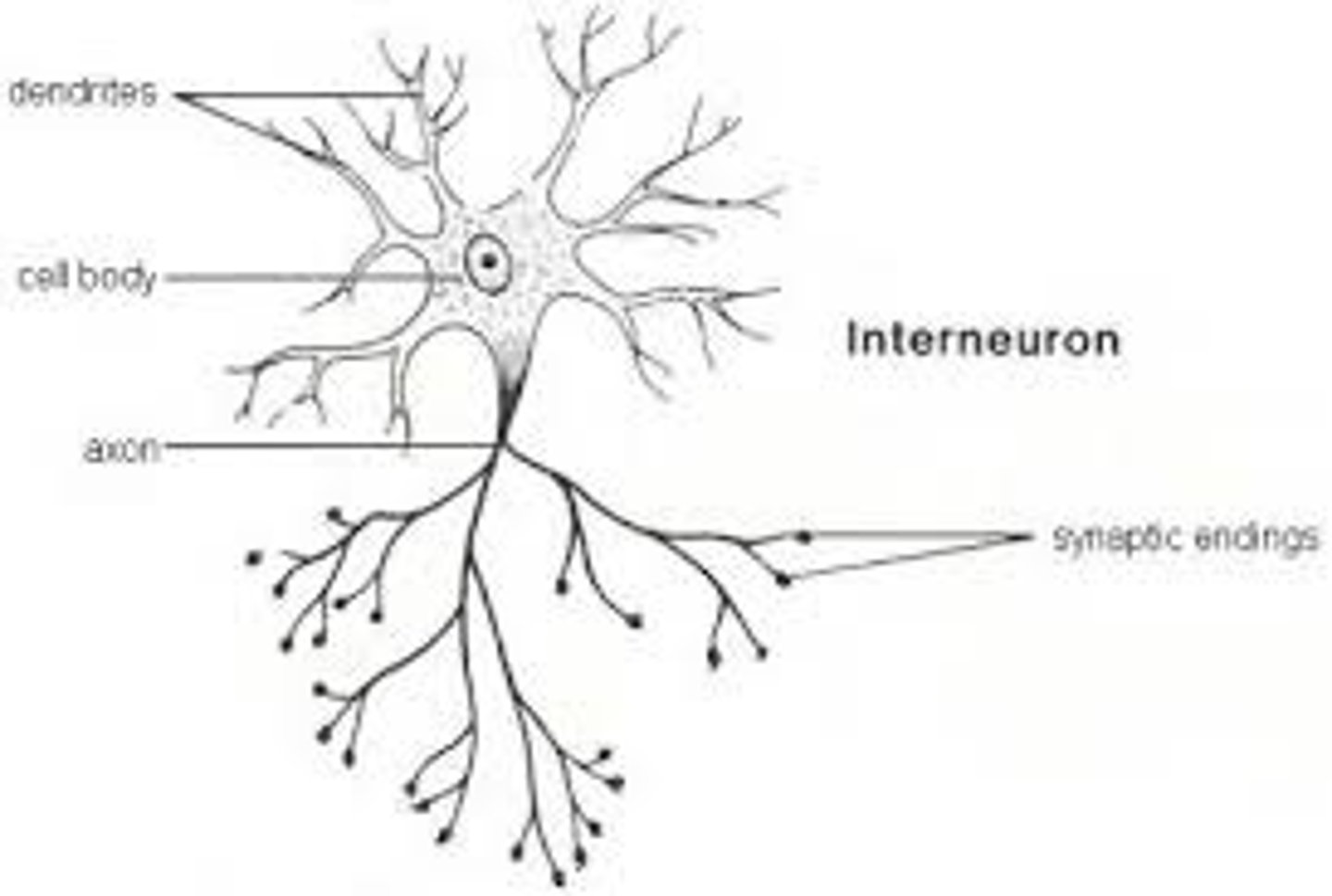 <p>Processes info in CNS</p>