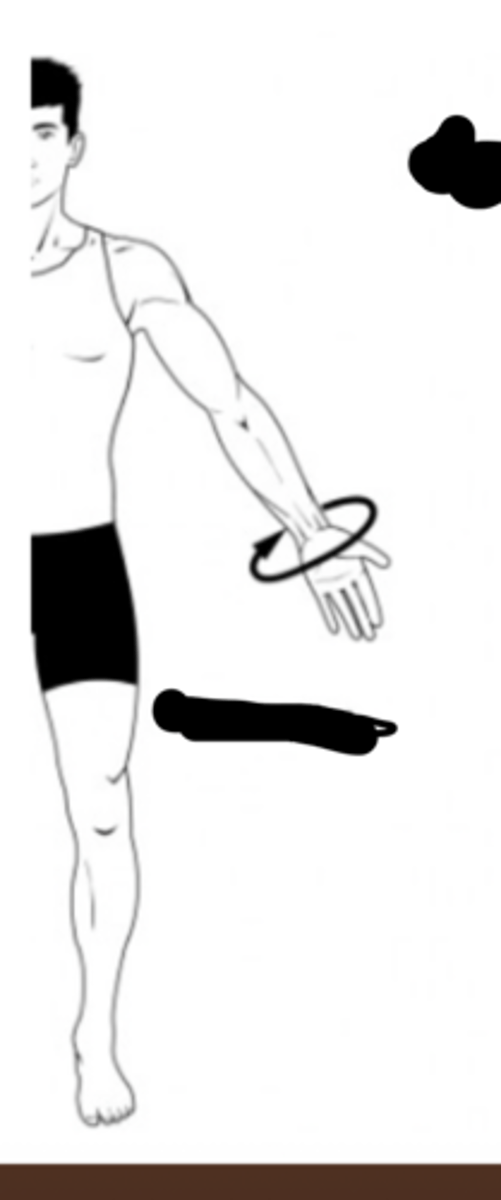 <p>Which term is used to describe the movement indicated by this...</p>