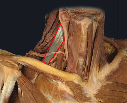 <p>DA of this muscle</p>