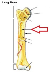 <p>cavity within the shaft of the long bones filled with bone marrow</p>