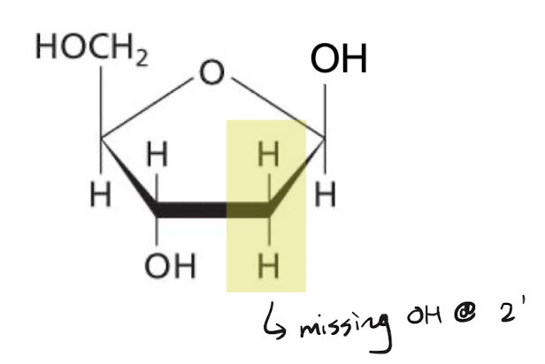 <p>A pentose sugar consisting of 3 hydroxyl groups (missing OH at C2’) typically used to create DNA</p>