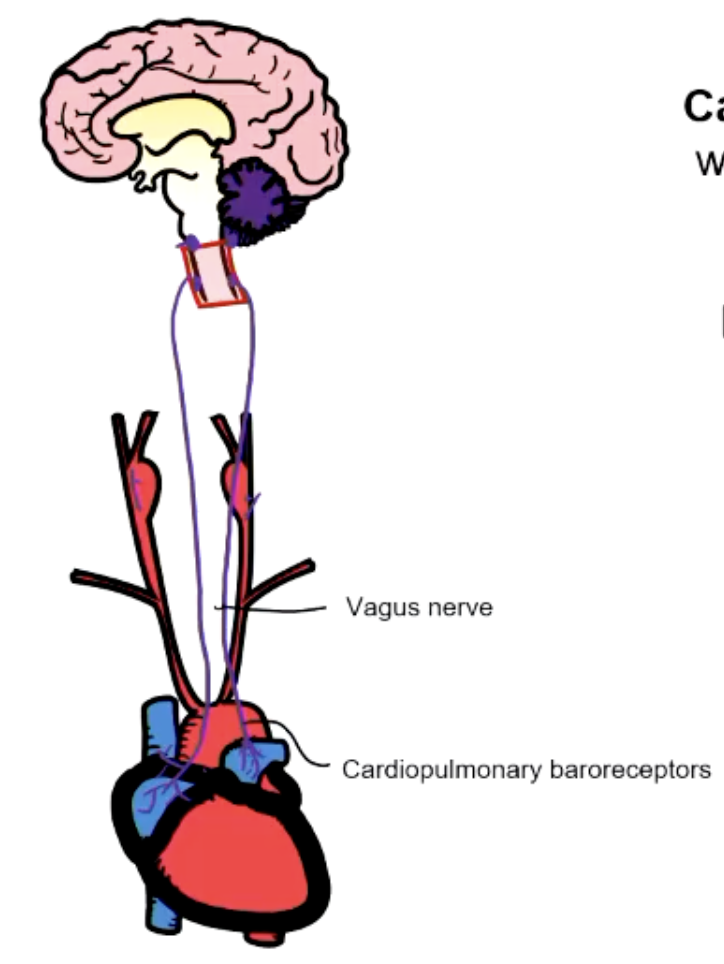 <p>CARDIOPULMONARY BARORECEPTORS</p><ul><li><p>in atria @ junction between large veins and pulmonary artery</p></li><li><p>impulses sent via vagus nerve to CVS centers in medulla</p></li><li><p>low pressure ‘stretch’ baroreceptors</p></li><li><p>measures venous return and blood volume</p></li><li><p>efferent effects include vasopressin</p></li></ul><p></p>