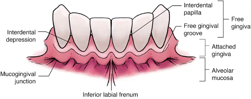 <p><strong>Gingiva unit</strong></p><ul><li><p>Free gingiva</p></li><li><p>Attached gingiva</p></li><li><p>Alveolar mucosa</p></li></ul><p></p><p><strong>Attachment Unit</strong></p><ul><li><p>Cementum</p></li><li><p>Alveolar bone/ process</p></li><li><p>Periodontal ligament</p></li></ul><p></p>