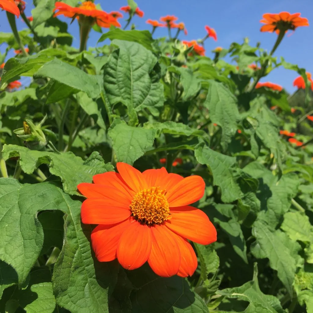 <p>opposite</p><p>terminal single flowers</p><p>intense orange reed ray flower with yellow disk flowers</p><p>pubescent, deeply incised/lobed leaf</p>