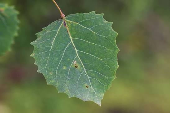 <p>more and pointier teeth than Quaking Aspen, mid-successional</p>