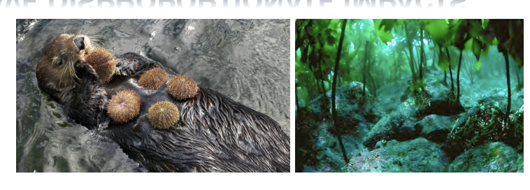 <ul><li><p>species that affect other members of community in ways that are disproportionate to its abundance / biomass</p></li><li><p>one indiv → large impact</p></li><li><p>Sea Otters – keep sea urchin numbers in check, which maintains kelp beds</p></li></ul><p></p>