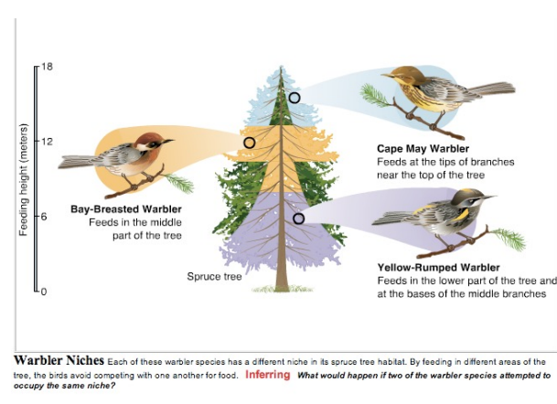<p>Ecological niche</p>